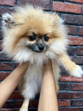 Pomeranian